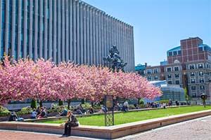 Cherry blossom trees bloom above a courtyard, where students study and socialize